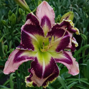 Heavenly Wings of Tomorrow Daylily